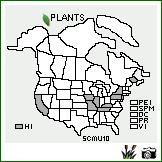 Distribution of Schoenoplectus mucronatus (L.) Palla. . Image Available. 