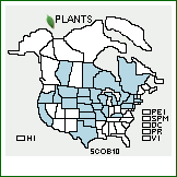 Distribution of Schoenoplectus ×oblongus (T. Koyama) Soják [acutus × heterochaetus]. . 