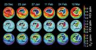 Aura's Microwave Limb Sounder Estimates of Ozone Loss, 2004/2005 Arctic Winter