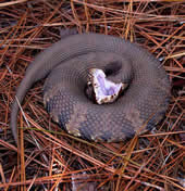 Cottonmouth