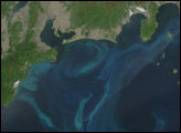 Phytoplankton Bloom Near Japan