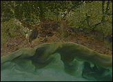 Wetland Damage Along the Gulf Coast