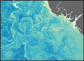 Phytoplankton in the Arabian Sea