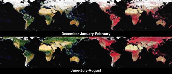 Global and Seasonal Surface Albedos from MISR