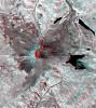 This 3-D anaglyph image of Mt. St. Helens volcano combines the nadir-looking and back-looking band 3 images of ASTER. To view the image in stereo, you will need blue-red glasses.