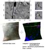 Olivine, Phyllosilicates, and Ancient Crater Rims