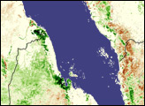 Locust Swarms Develop on the Red Sea Coast