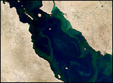 Phytoplankton in the Gulf of California