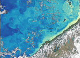 Chlorophyll Around New Zealand