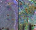 Microscopic Comparison of Airfall Dust to Martian Soil