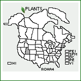 Distribution of Rosa ×harisonii Rivers [foetida × spinosissima]. . 