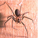 Brown recluse