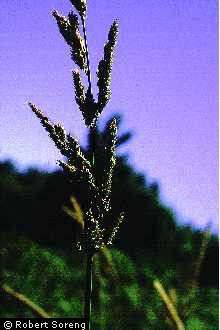 Photo of Echinochloa P. Beauv.