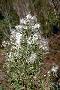 View a larger version of this image and Profile page for Baccharis halimifolia L.