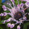 close up photo of lavender flowers with twisted petals