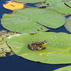 photo of lily pads on quiet water, one with a frog.