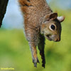 close up photo of a squirrel, stretching front legs