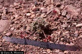 Photo of Eriogonum umbellatum Torr. var. minus I.M. Johnst.