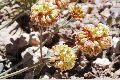 View a larger version of this image and Profile page for Eriogonum umbellatum Torr. var. versicolor S. Stokes