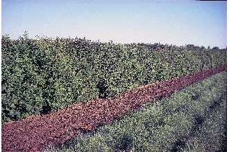 Photo of Syringa villosa Vahl