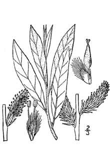 Line Drawing of Salix humilis Marsh.