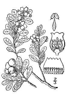 Line Drawing of Arctostaphylos uva-ursi (L.) Spreng.