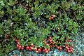 View a larger version of this image and Profile page for Arctostaphylos uva-ursi (L.) Spreng.