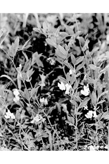 Photo of Lathyrus L.