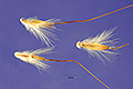 View a larger version of this image and Profile page for Bothriochloa ischaemum (L.) Keng