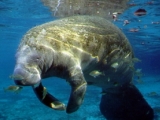 Underwater view of a manatee in Crystal River, Florida