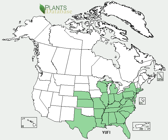 Distributional Map for Yucca filamentosa L.