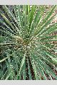 View a larger version of this image and Profile page for Yucca filamentosa L.