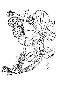 Line Drawing of Fragaria virginiana Duchesne ssp. grayana (Vilm. ex J. Gay) Staudt