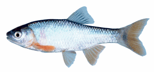 Male red shiner in near-peak spawning coloration (46 mm Standard Length).
