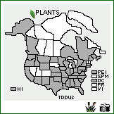 Distribution of Trifolium dubium Sibth.. . Image Available. 