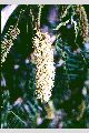 View a larger version of this image and Profile page for Prosopis glandulosa Torr. var. torreyana (L.D. Benson) M.C. Johnst.