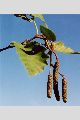 View a larger version of this image and Profile page for Alnus incana (L.) Moench ssp. tenuifolia (Nutt.) Breitung