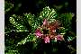 View a larger version of this image and Profile page for Rubus spectabilis Pursh