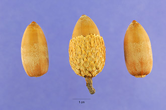 Photo of Quercus kelloggii Newberry