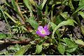 View a larger version of this image and Profile page for Calandrinia ciliata (Ruiz & Pav.) DC.