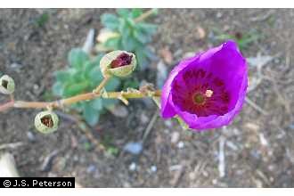 Photo of Calandrinia Kunth