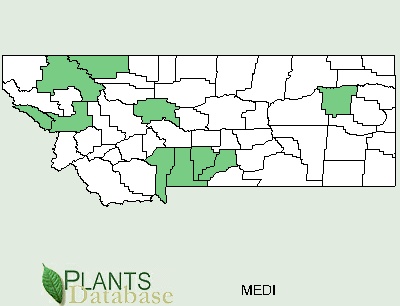 Montana County Distributional Map for Mentzelia dispersa