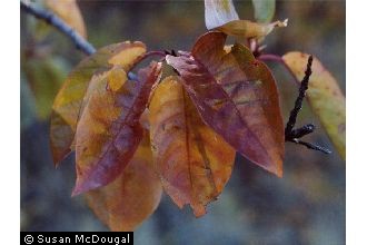 Photo of Prunus emarginata (Douglas ex Hook.) D. Dietr. var. mollis (Douglas ex Hook.) W.H. Brewer