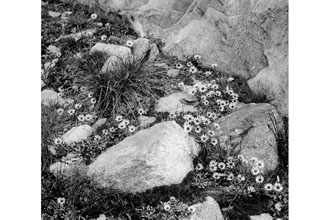 Photo of Erigeron L.