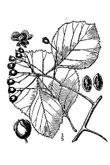 Line Drawing of Crataegus calpodendron (Ehrh.) Medik.