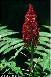 Photo of Rhus glabra L.