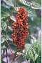 View a larger version of this image and Profile page for Rhus glabra L.