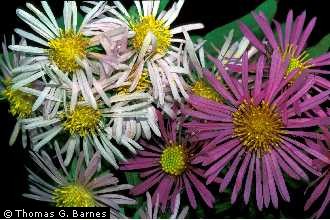 Photo of Symphyotrichum novi-belgii (L.) G.L. Nesom var. novi-belgii