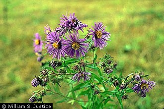 Photo of Symphyotrichum novi-belgii (L.) G.L. Nesom var. novi-belgii