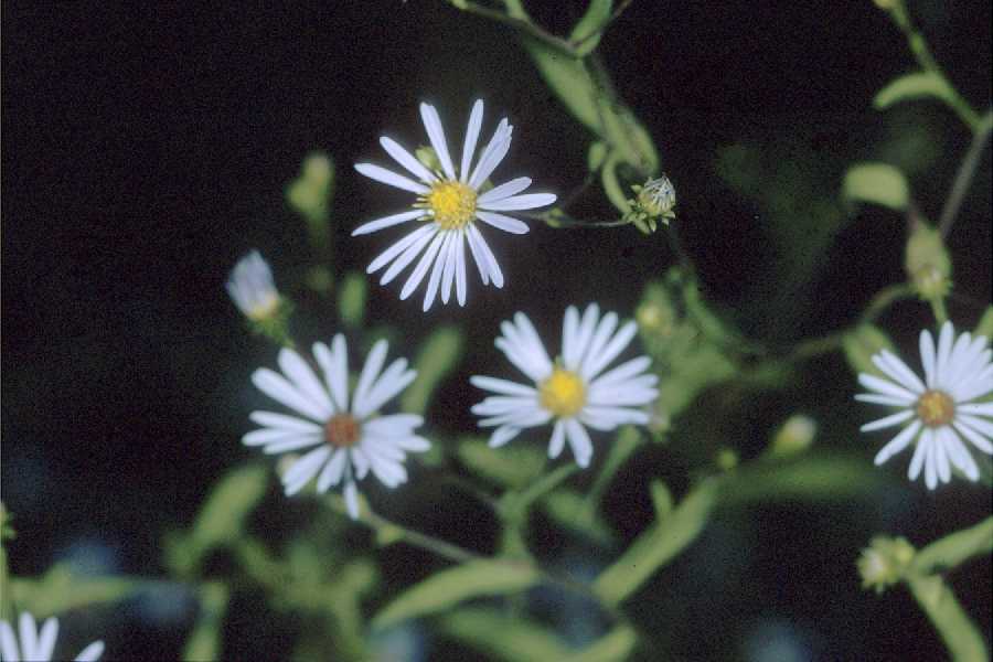 Large Photo of Symphyotrichum novi-belgii var. novi-belgii